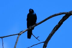 Lamprotornis australis