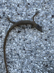 Takydromus kuehnei