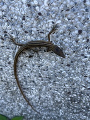 Takydromus kuehnei