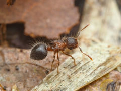 Meranoplus bicolor