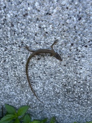 Takydromus kuehnei