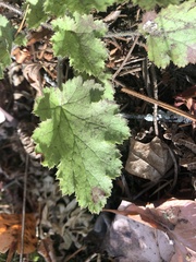 Heuchera micrantha