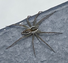 Dolomedes facetus