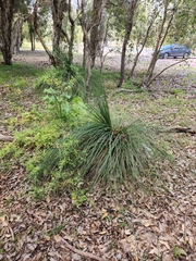 Xanthorrhoea preissii