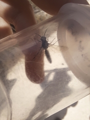Thynnoidea