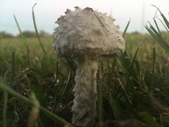 Saproamanita