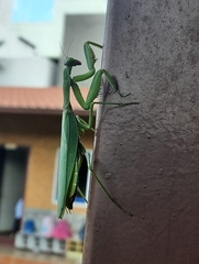 Hierodula tenuidentata