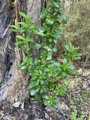 Acanthus mollis