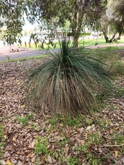 Xanthorrhoea preissii