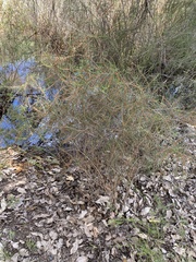 Hypocalymma angustifolium