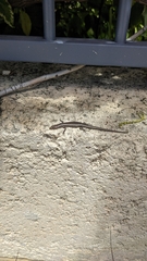 Cryptoblepharus buchananii