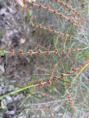 Hypocalymma angustifolium
