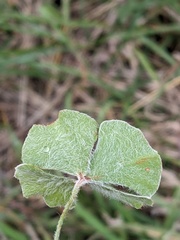 Marsilea macropoda