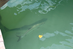 Megalops atlanticus