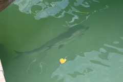 Megalops atlanticus