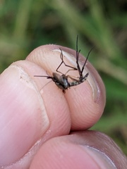 Psorophora cyanescens
