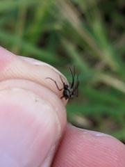 Psorophora cyanescens