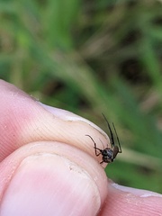 Psorophora cyanescens