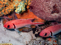 Myripristis jacobus