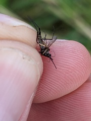 Psorophora cyanescens