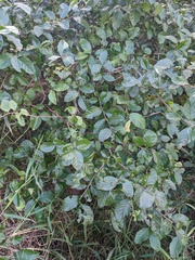 Ehretia anacua