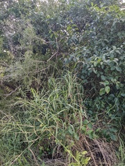 Ehretia anacua