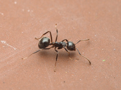Dolichoderus thoracicus