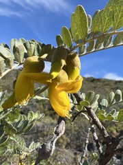 Sophora chrysophylla