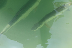 Megalops atlanticus