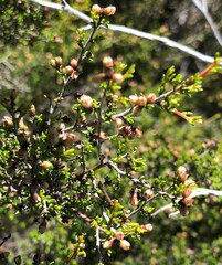 Cryptandra tomentosa