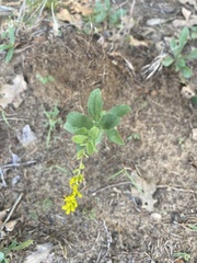 Solidago radula
