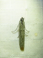 Homoeosoma electella