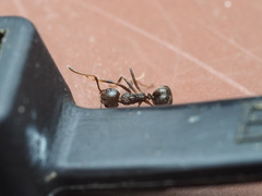 Dolichoderus thoracicus