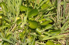 Ornduffia reniformis