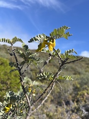 Sophora chrysophylla