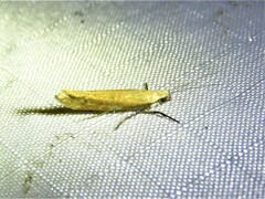 Ypsolopha