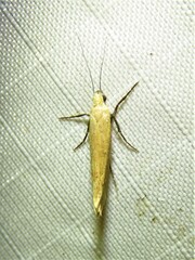 Ypsolopha