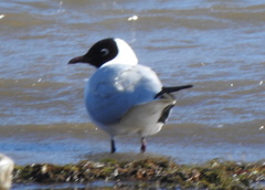 Chroicocephalus serranus