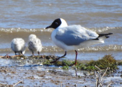 Chroicocephalus serranus