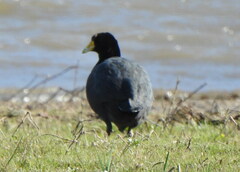 Fulica ardesiaca