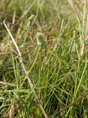 Cyperus sesquiflorus