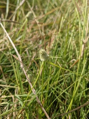 Cyperus sesquiflorus