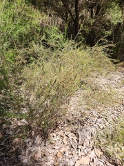 Hypocalymma angustifolium