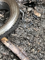 Hemiergis talbingoensis