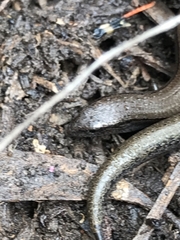 Hemiergis talbingoensis