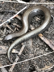 Hemiergis talbingoensis