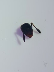 Chelaner antarcticus