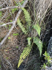 Polystichum haleakalense
