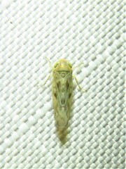 Neoaliturus tenellus