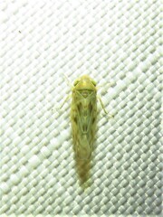 Neoaliturus tenellus